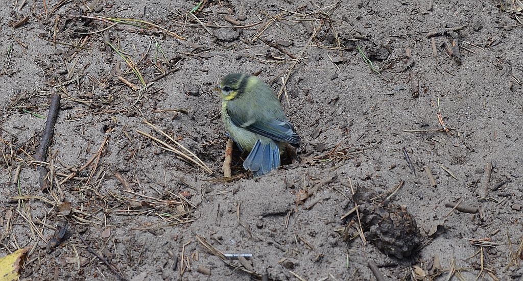 Modraszka zwyczajna, modraszka, sikora modra (Cyanistes caeruleus)
