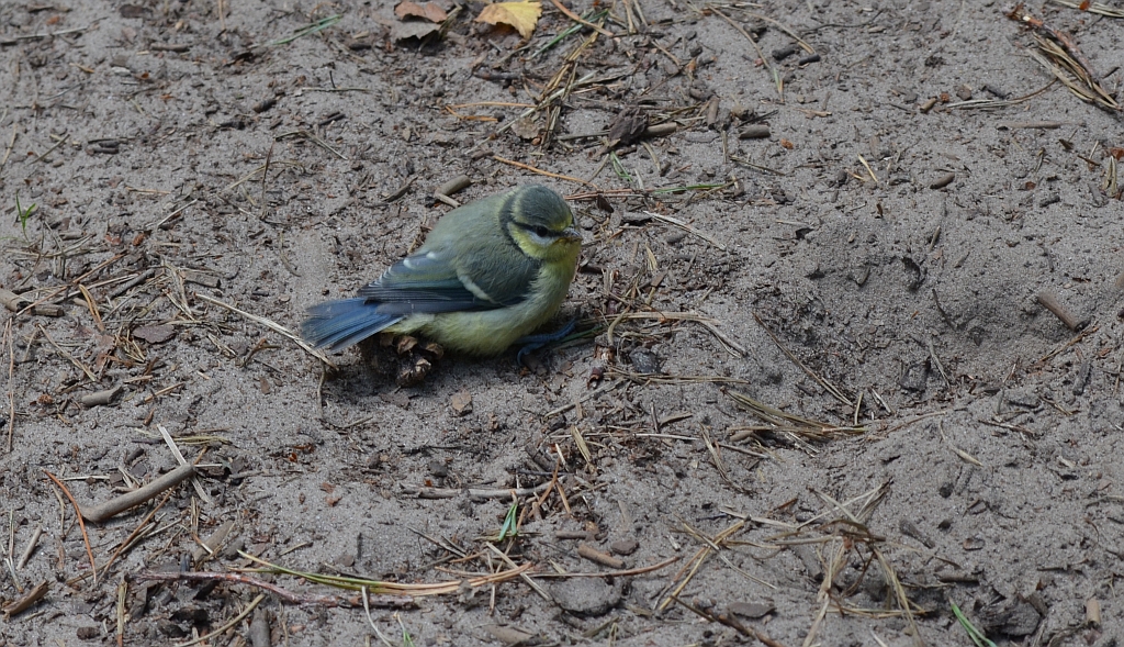 Modraszka zwyczajna, modraszka, sikora modra (Cyanistes caeruleus)