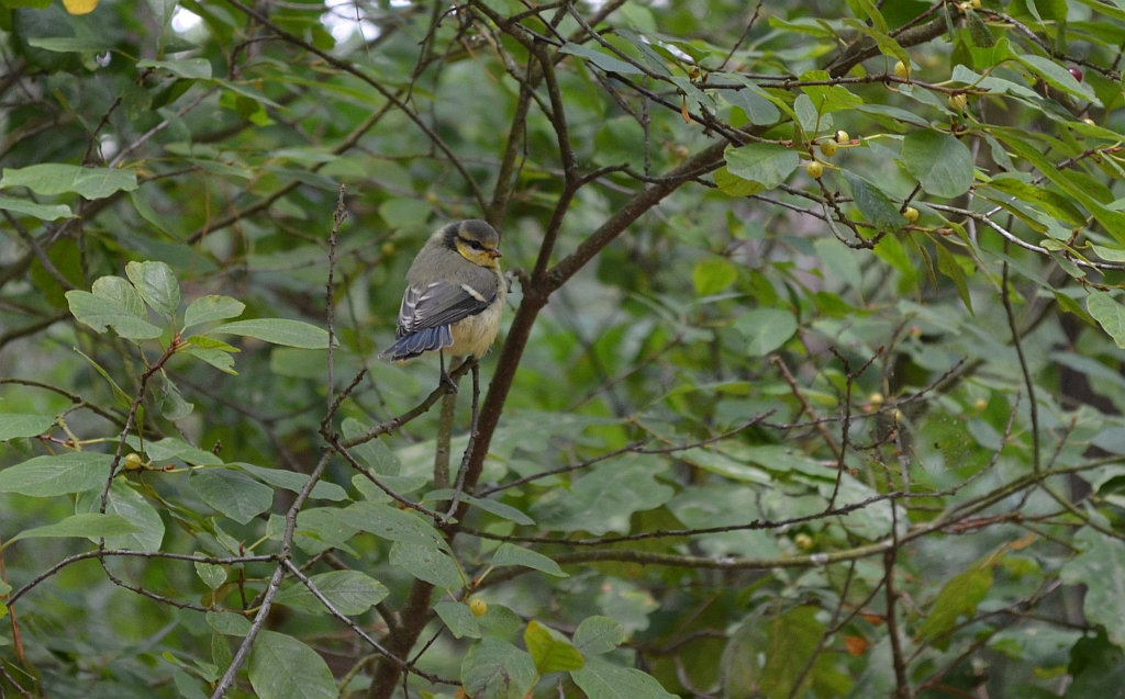 Modraszka zwyczajna, modraszka, sikora modra (Cyanistes caeruleus)