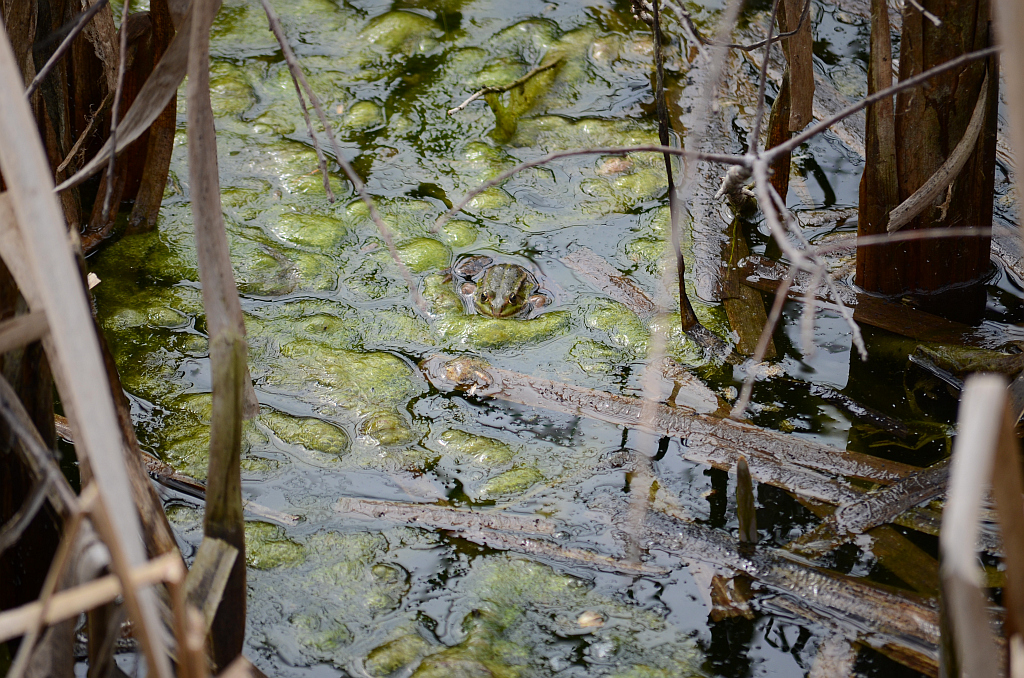Żaba jeziorkowa (Pelophylax lessonae syn. Rana lessonae)