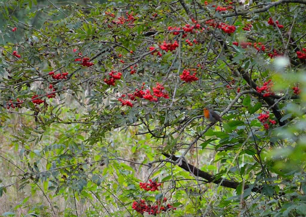 Rudzik, rudzik zwyczajny, raszka (Erithacus rubecula)