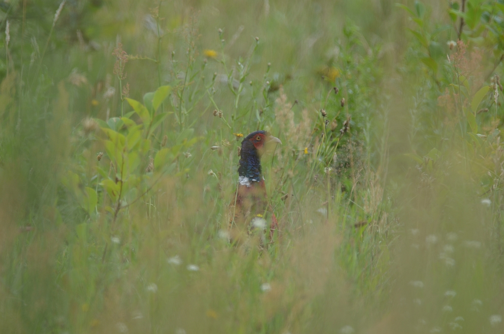 Bażant zwyczajny (Phasianus colchicus)