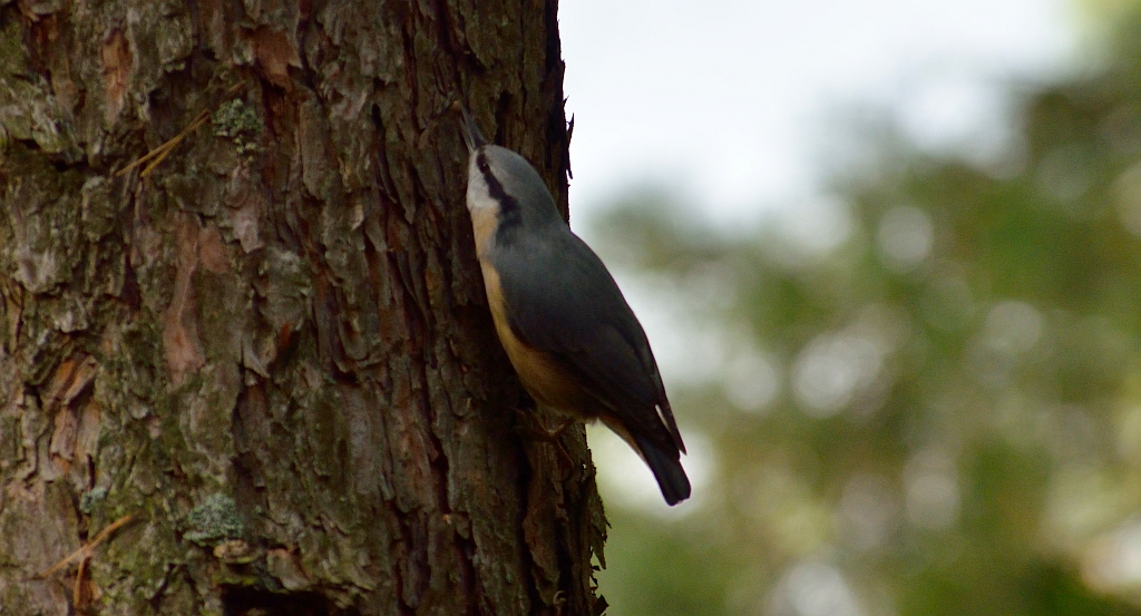 Kowalik, kowalik zwyczajny, bargiel (Sitta europaea)