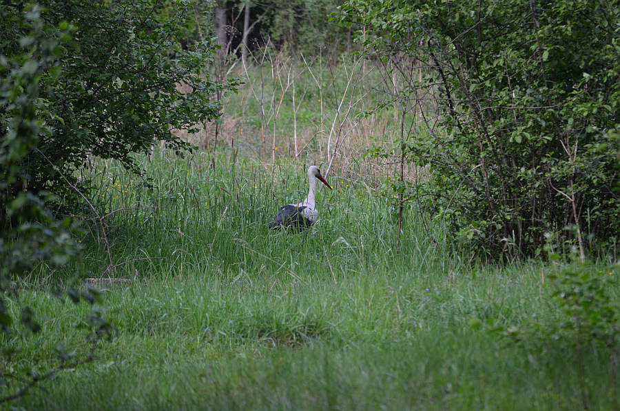 Bocian biały (Ciconia ciconia)