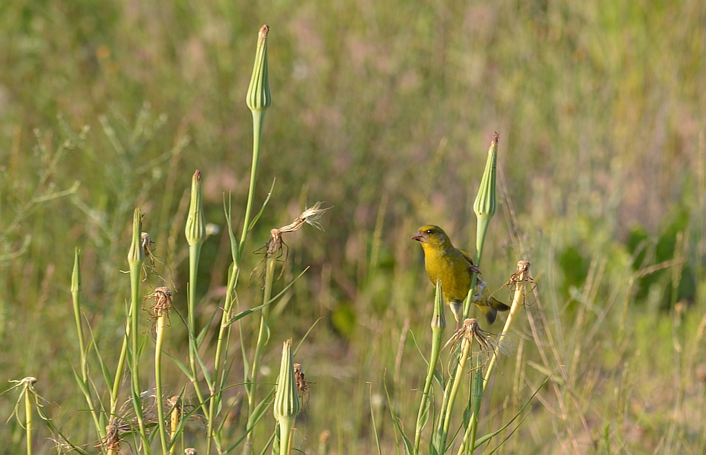 Dzwoniec zwyczajny, dzwoniec (Chloris chloris)