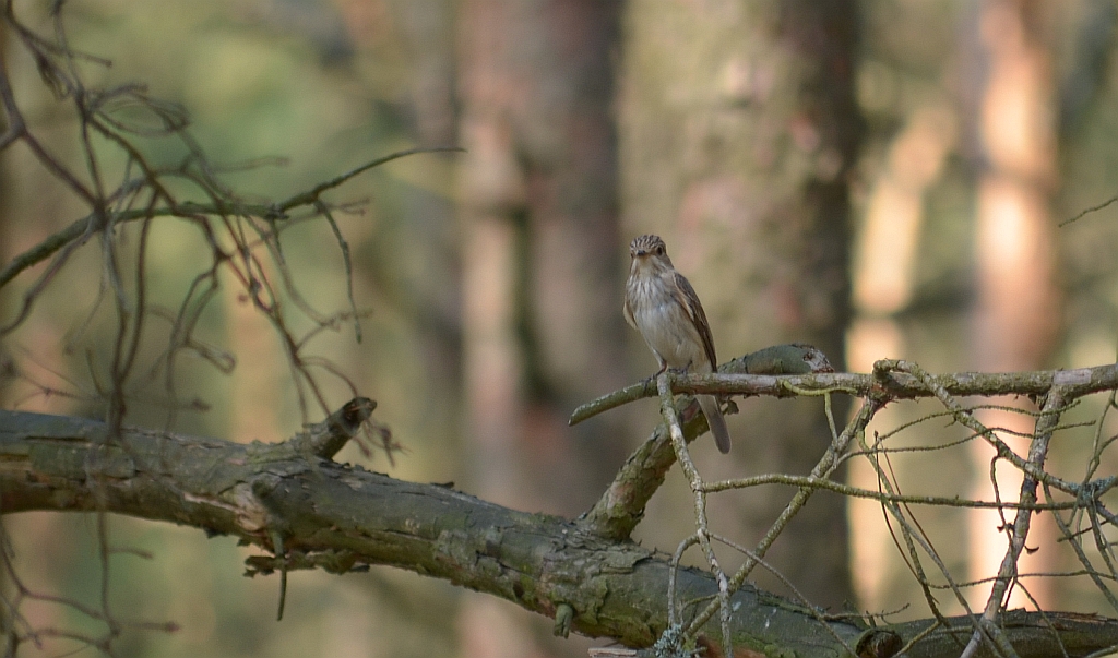 Muchołówka szara (Muscicapa striata)