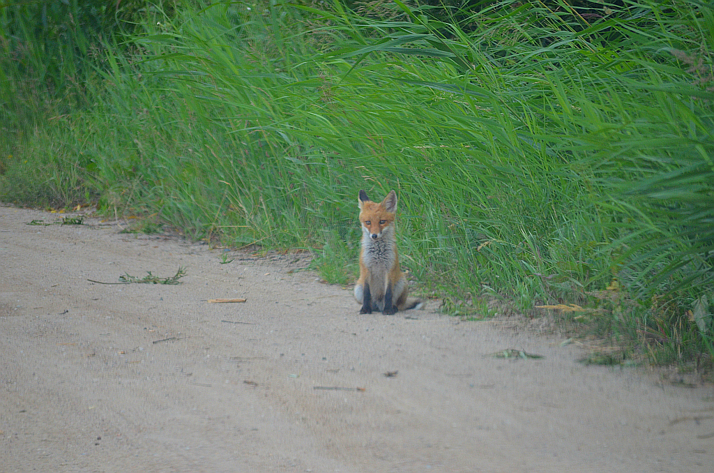Lis rudy, lis pospolity (Vulpes vulpes)