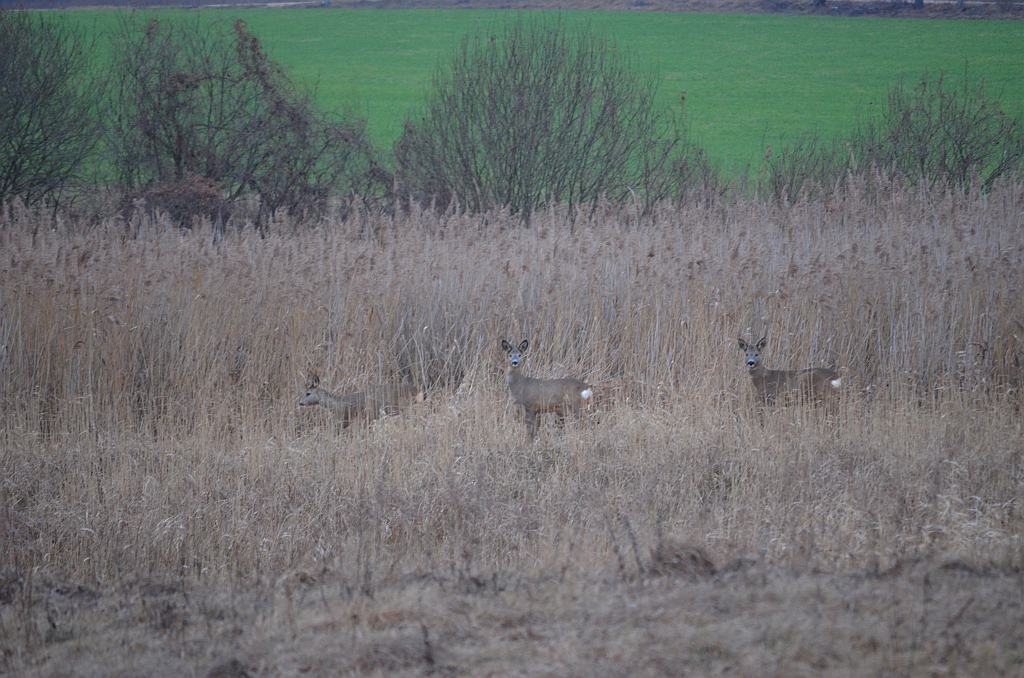 Sarna (Capreolus capreolus)
