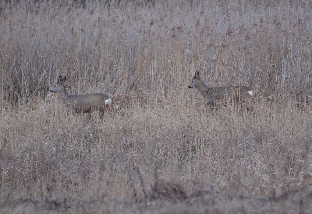 Sarna (Capreolus capreolus)