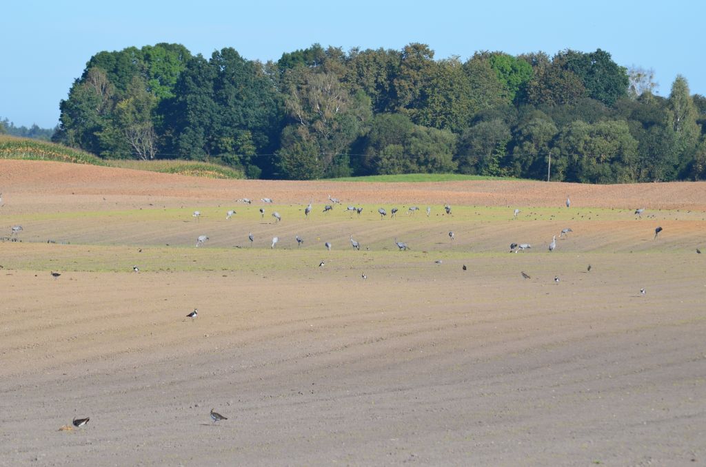 Żuraw zwyczajny, żuraw, żuraw popielaty, żuraw szary (Grus grus)