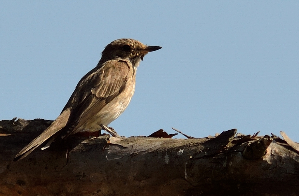 Muchołówka szara (Muscicapa striata)