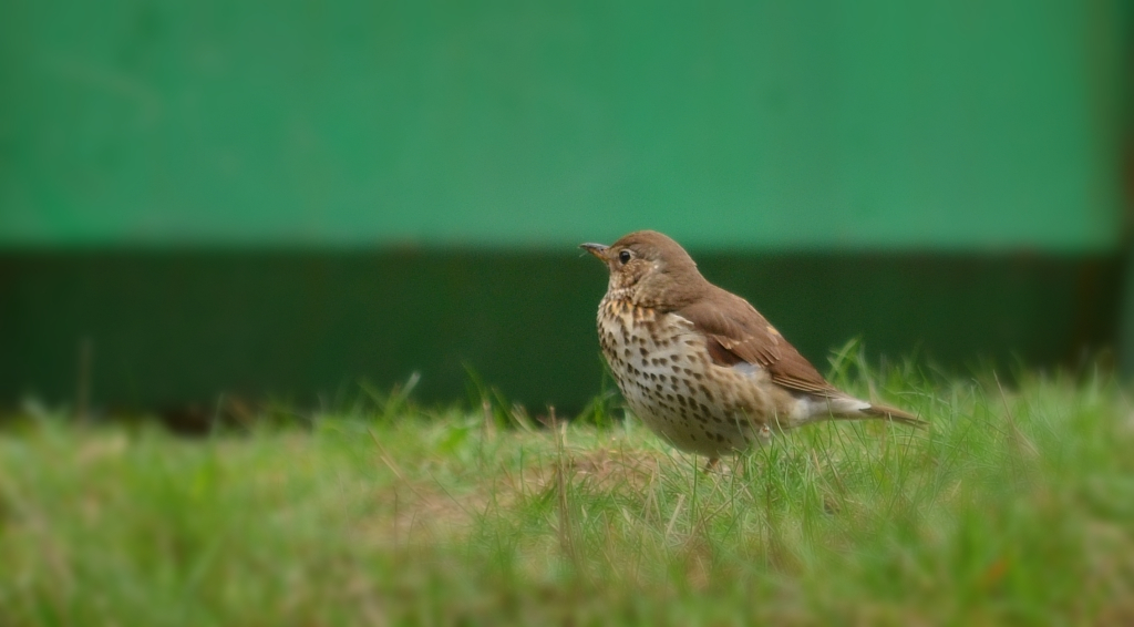 Drozd śpiewak, śpiewak (Turdus philomelos)