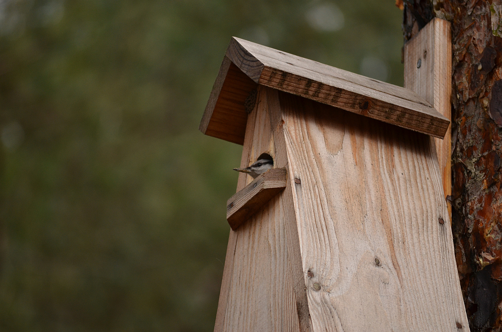 Kowalik, kowalik zwyczajny, bargiel (Sitta europaea)