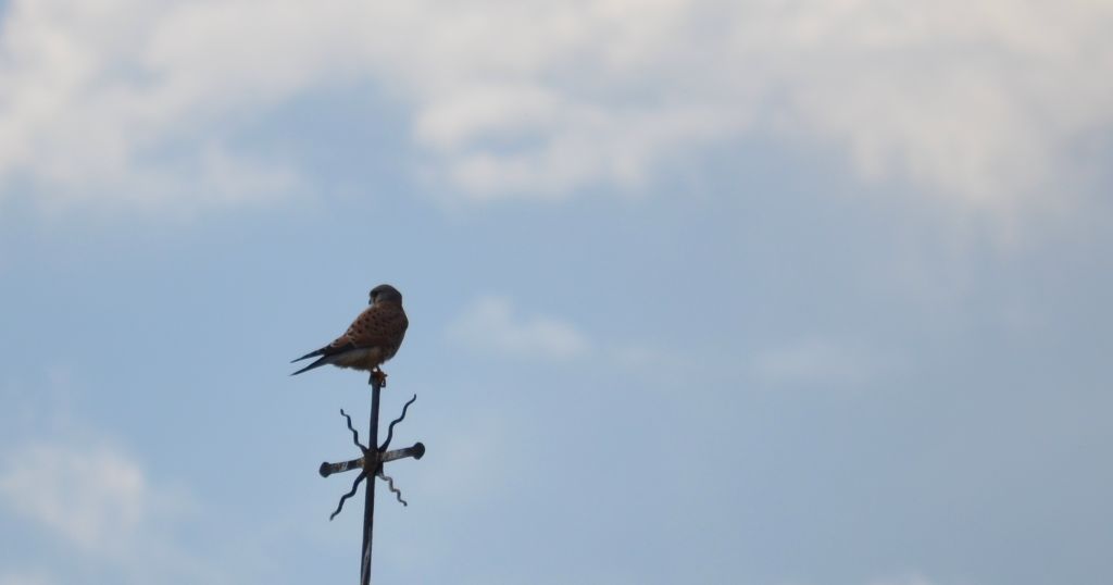 Pustułka zwyczajna, pustułka, sokół pustułka (Falco tinnunculus)
