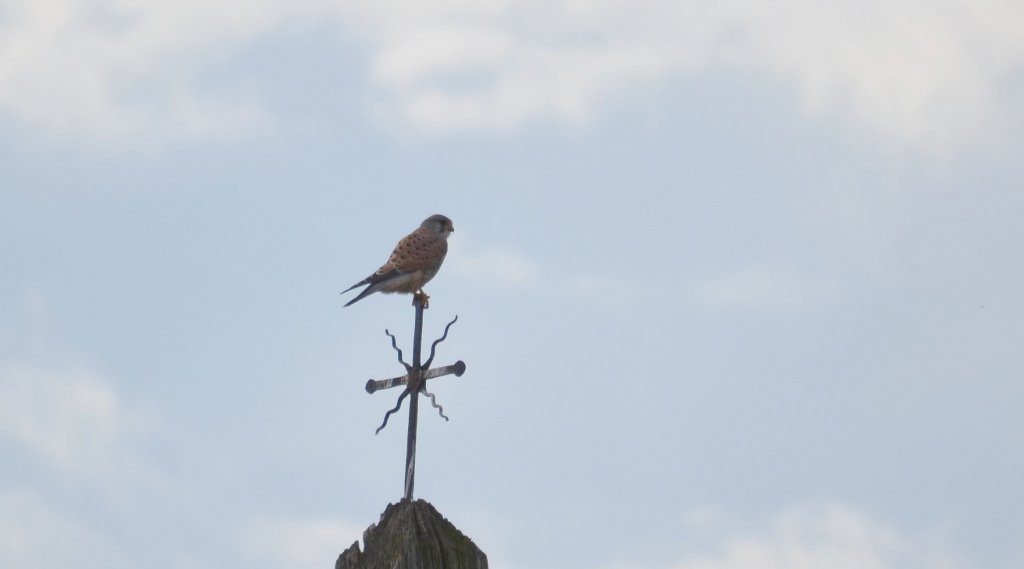 Pustułka zwyczajna, pustułka, sokół pustułka (Falco tinnunculus)