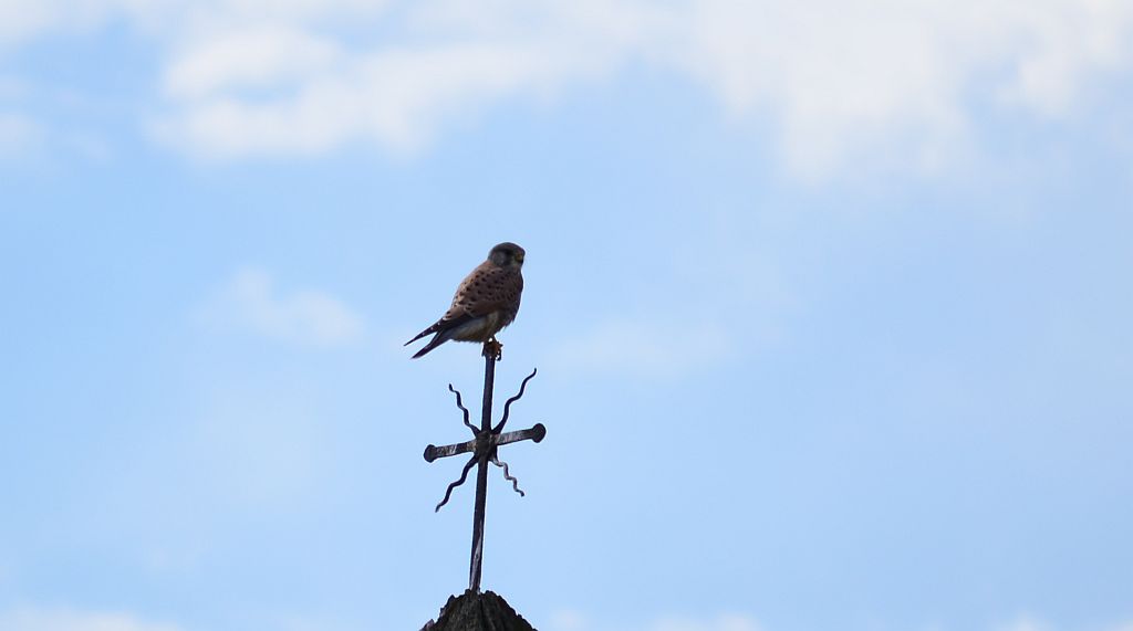 Pustułka zwyczajna, pustułka, sokół pustułka (Falco tinnunculus)