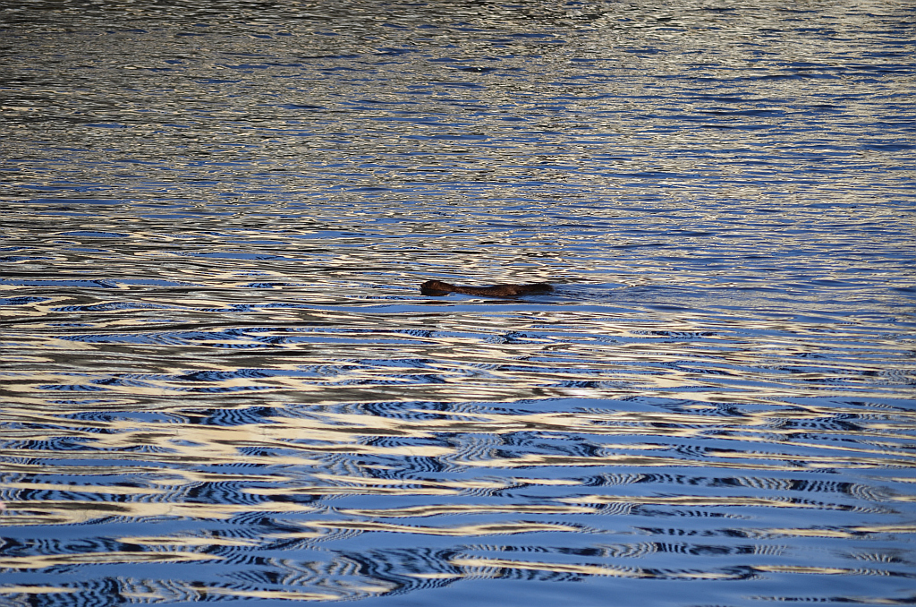 Wizon amerykański, norka amerykańska, wizon (Neovison vison)