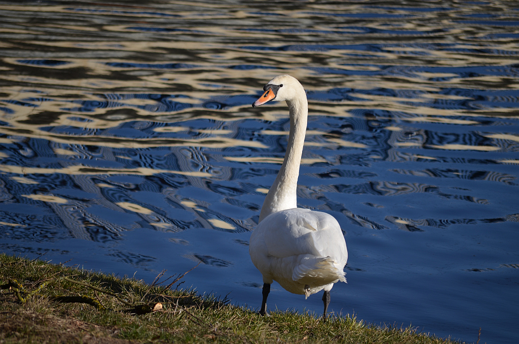 Łabędź niemy (Cygnus olor)