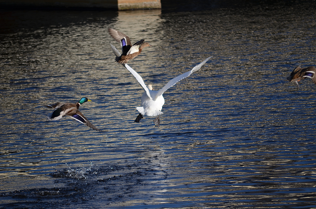 Łabędź niemy (Cygnus olor)