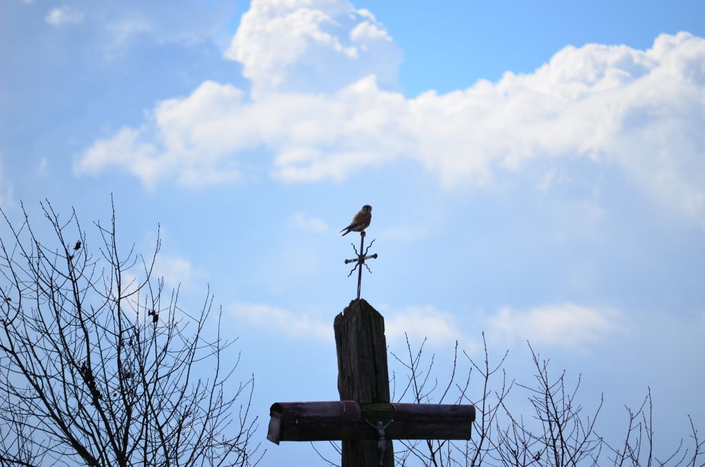 Pustułka zwyczajna, pustułka, sokół pustułka (Falco tinnunculus)