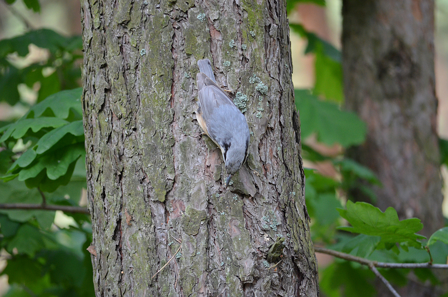 Kowalik, kowalik zwyczajny, bargiel (Sitta europaea)