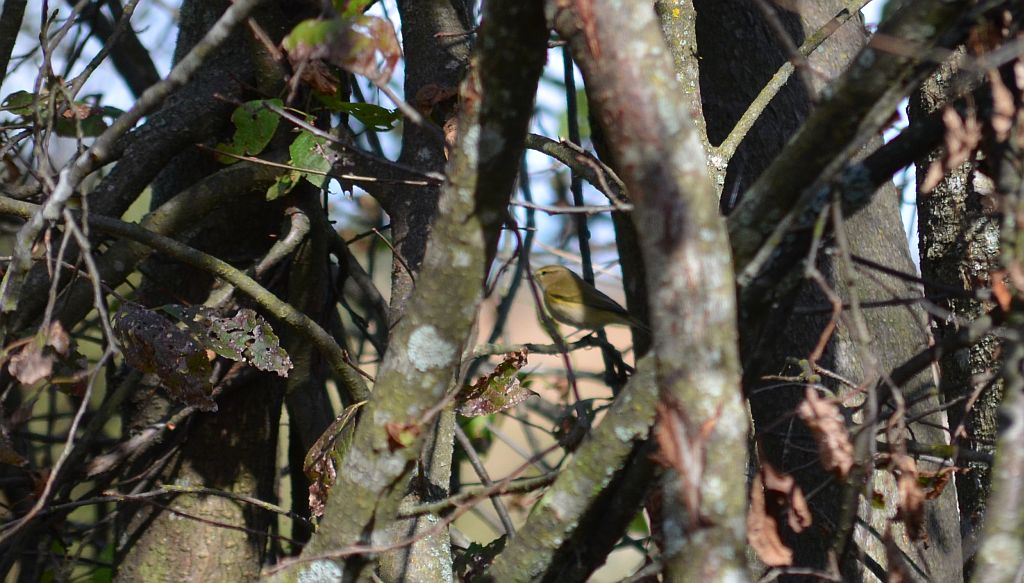 Świstunka leśna (Rhadina sibilatrix)