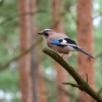 Sójka zwyczajna, sójka, sójka żołędziówka (Garrulus glandarius)