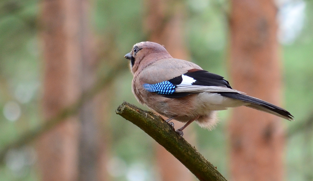 Sójka zwyczajna, sójka, sójka żołędziówka (Garrulus glandarius)