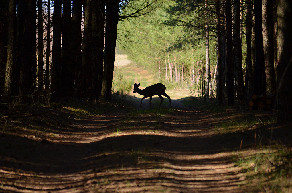 Sarna (Capreolus capreolus)