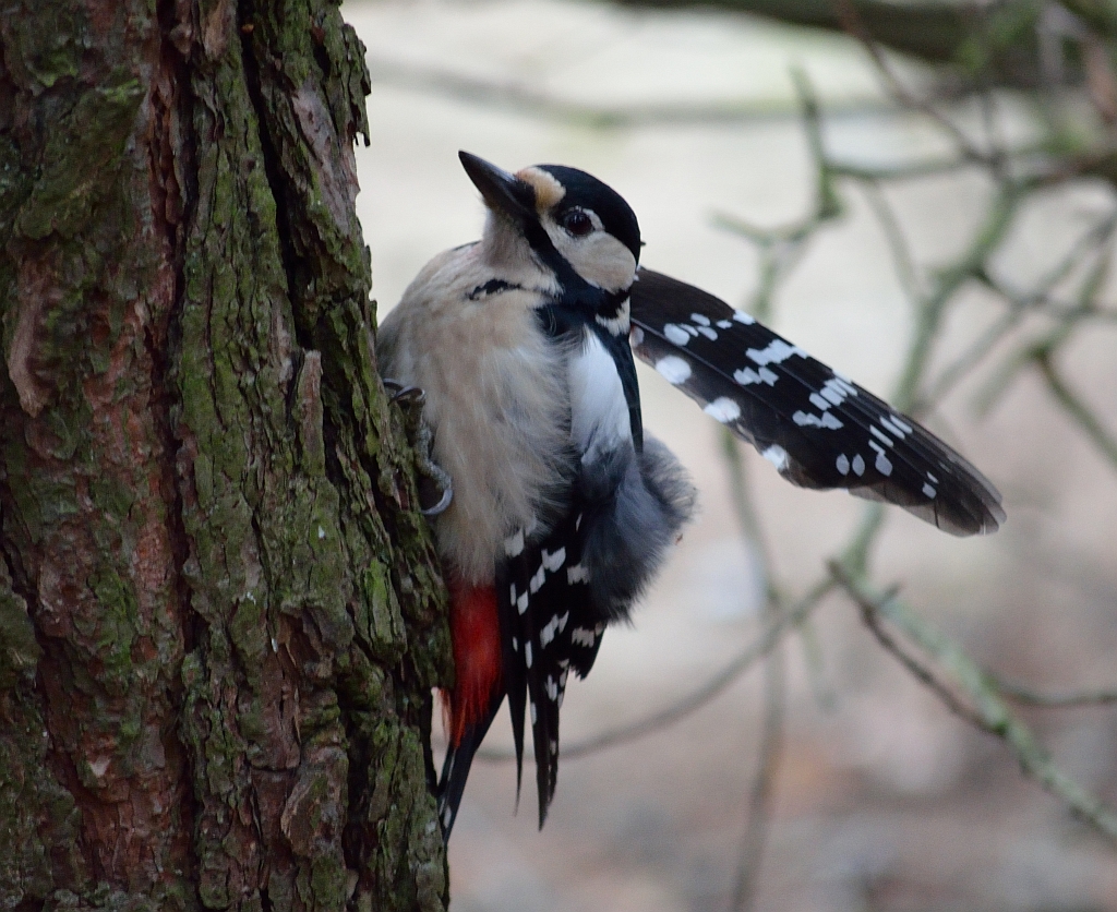 Dzięcioł duży (Dendrocopos major)