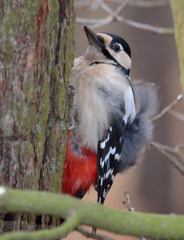 Dzięcioł duży (Dendrocopos major)