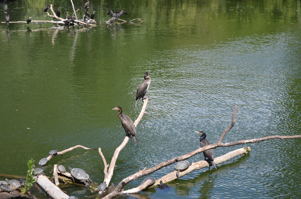 Kormoran zwyczajny, kormoran czarny (Phalacrocorax carbo)