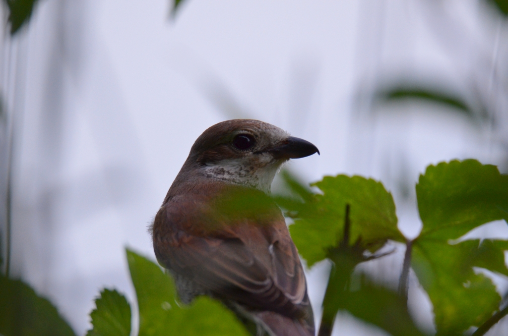 Gąsiorek, dzierzba gąsiorek (Lanius collurio)