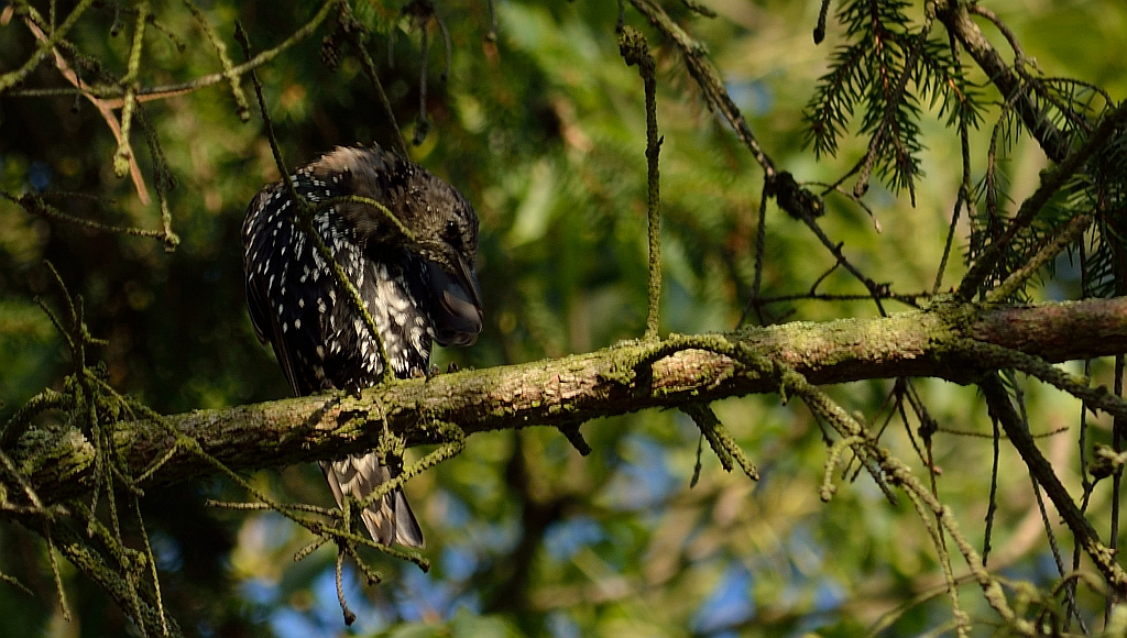 Szpak zwyczajny, szpak pospolity, szpak (Sturnus vulgaris)