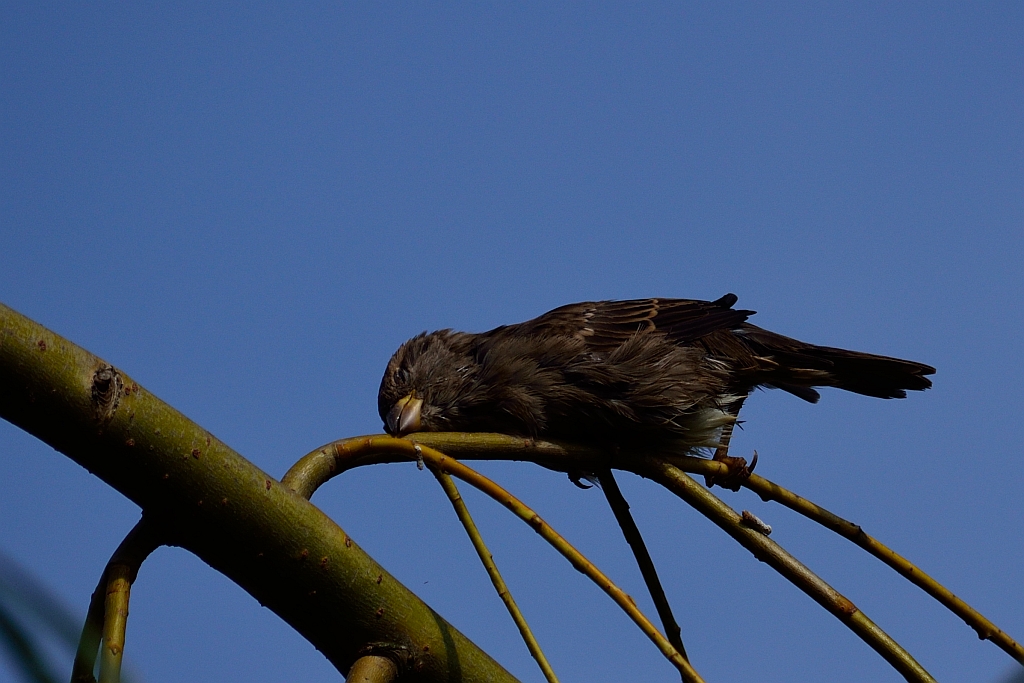 Wróbel zwyczajny, wróbel domowy, wróbel, jagodnik (Passer domesticus)