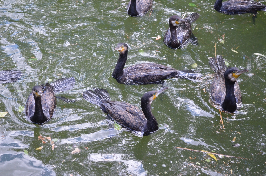 Kormoran zwyczajny, kormoran czarny (Phalacrocorax carbo)