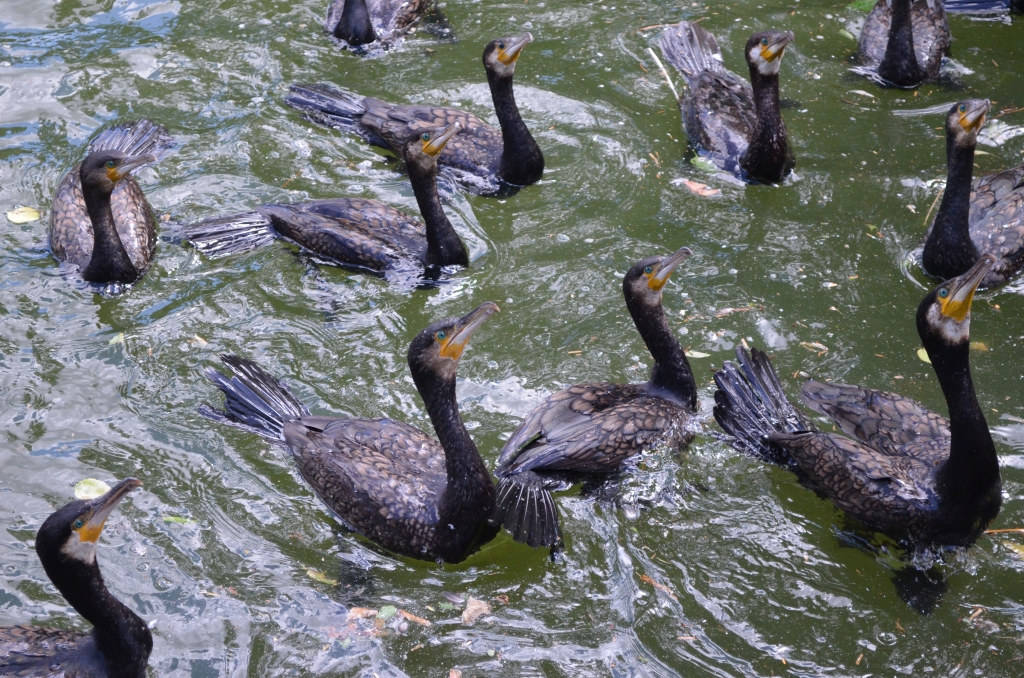 Kormoran zwyczajny, kormoran czarny (Phalacrocorax carbo)