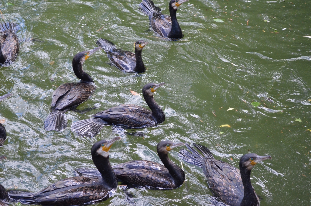 Kormoran zwyczajny, kormoran czarny (Phalacrocorax carbo)