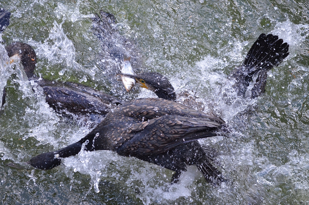 Kormoran zwyczajny, kormoran czarny (Phalacrocorax carbo)