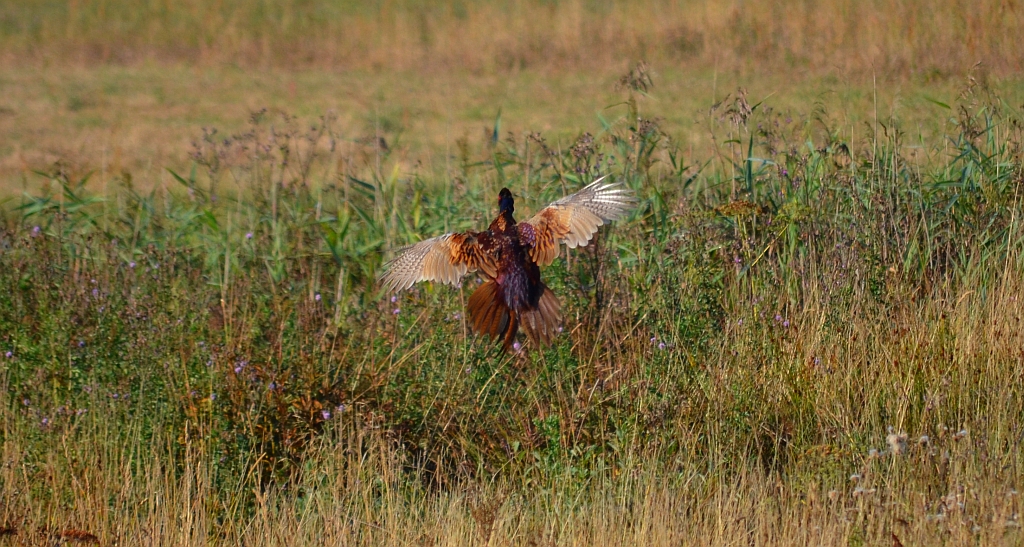 Bażant zwyczajny, bażant szlachetny, bażant, bażant pospolity (Phasianus colchicus)