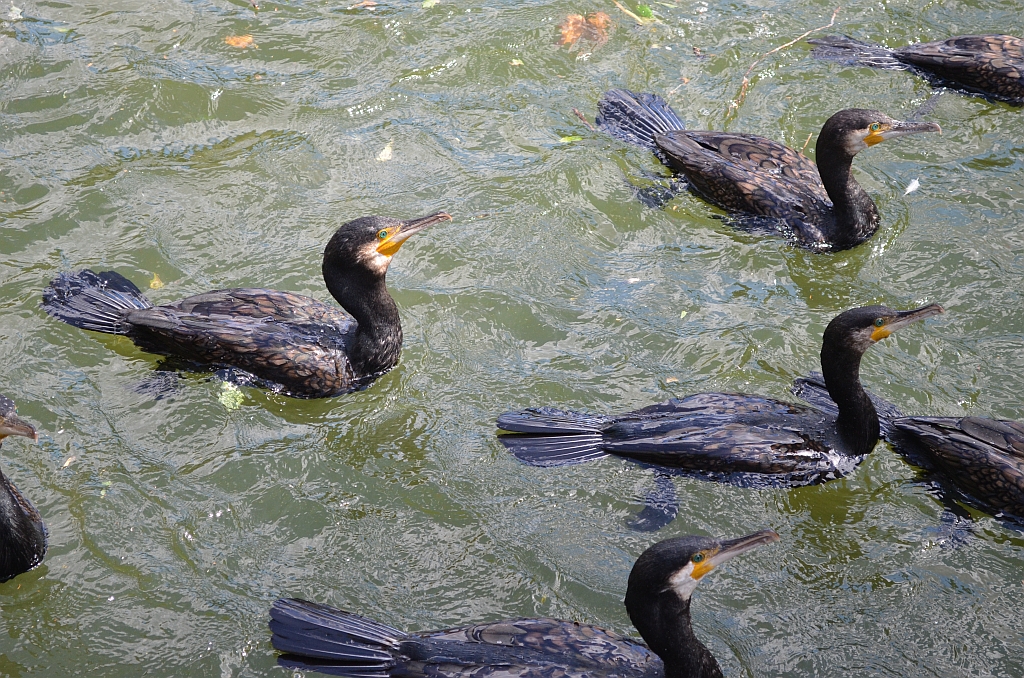 Kormoran zwyczajny, kormoran czarny (Phalacrocorax carbo)
