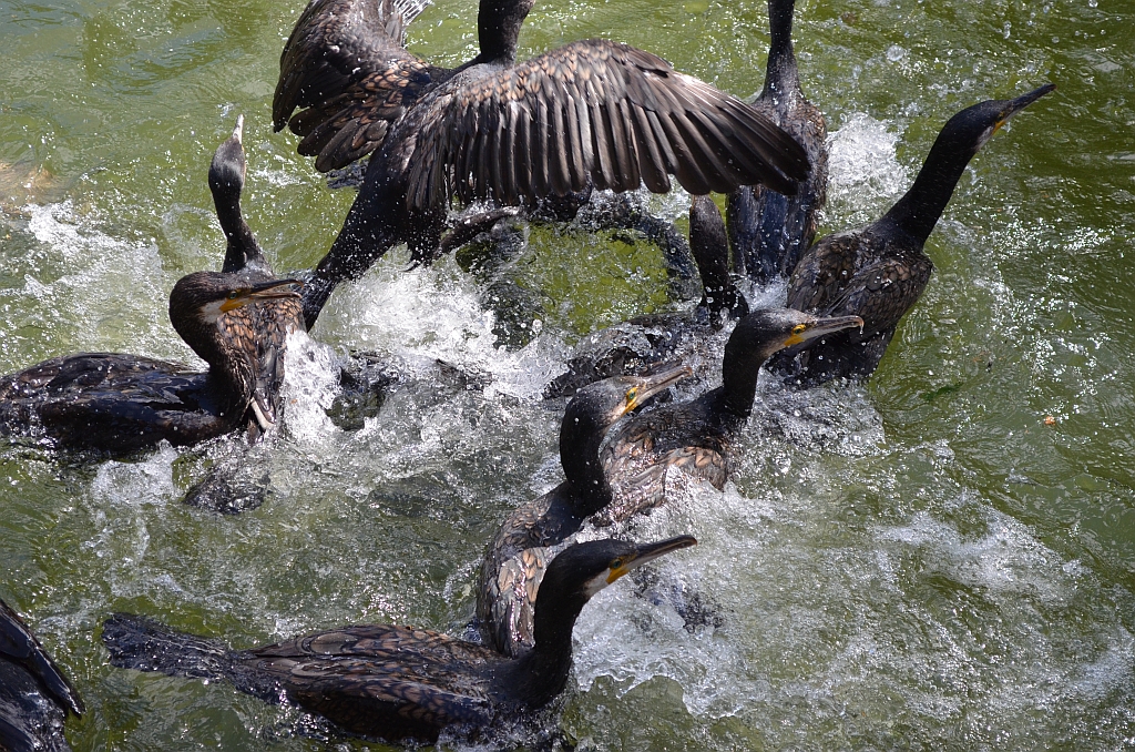 Kormoran zwyczajny, kormoran czarny (Phalacrocorax carbo)