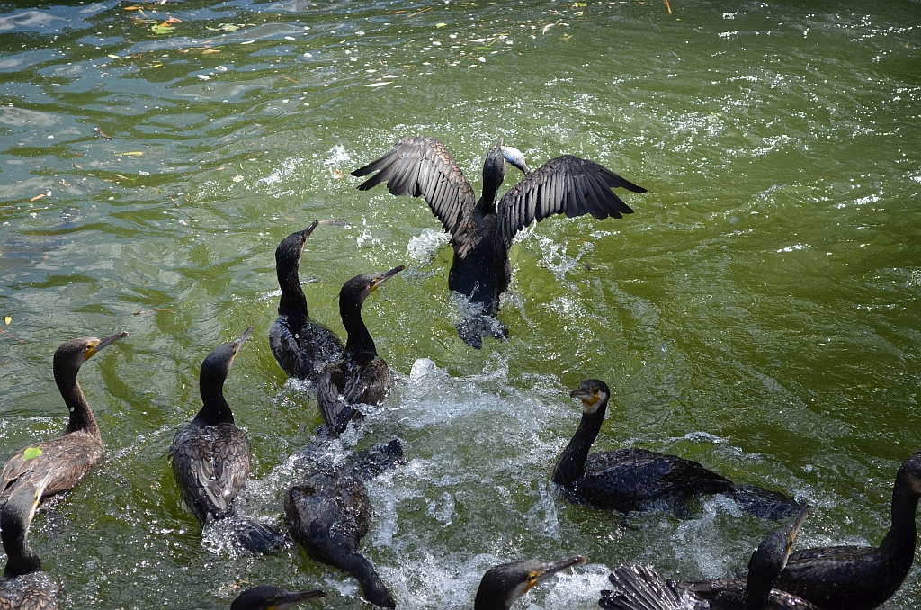 Kormoran zwyczajny, kormoran czarny (Phalacrocorax carbo)