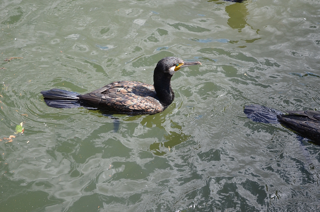 Kormoran zwyczajny, kormoran czarny (Phalacrocorax carbo)