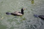 Kormoran zwyczajny, kormoran czarny (Phalacrocorax carbo)