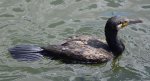 Kormoran zwyczajny, kormoran czarny (Phalacrocorax carbo)