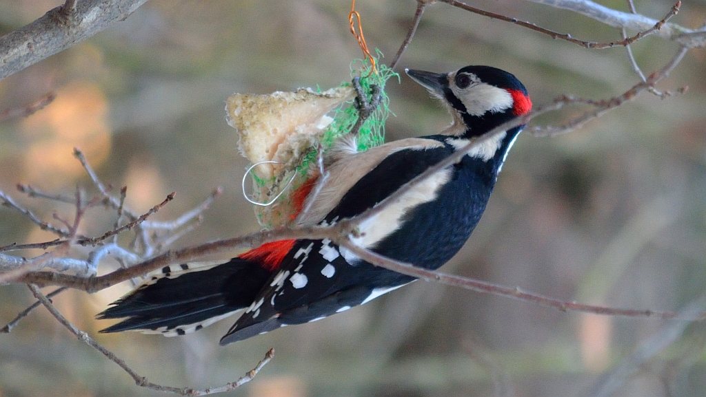 Dzięcioł duży (Dendrocopos major)