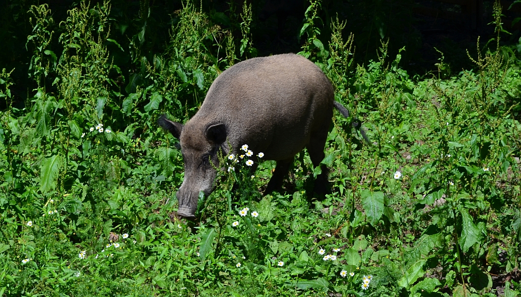 Dzik (Sus scrofa)
