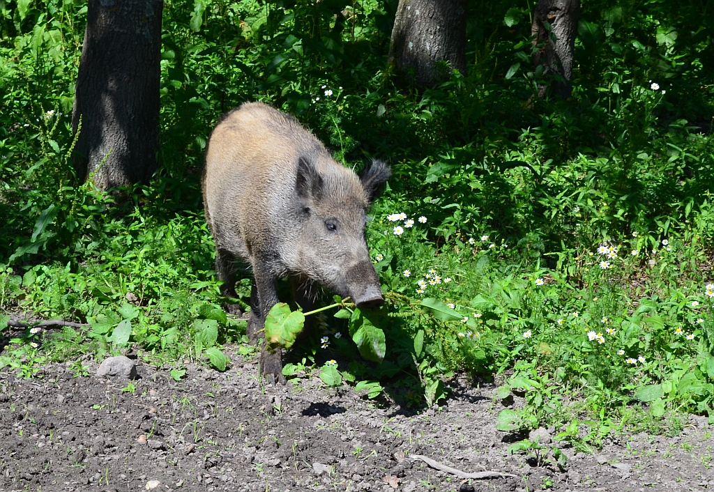 Dzik (Sus scrofa)