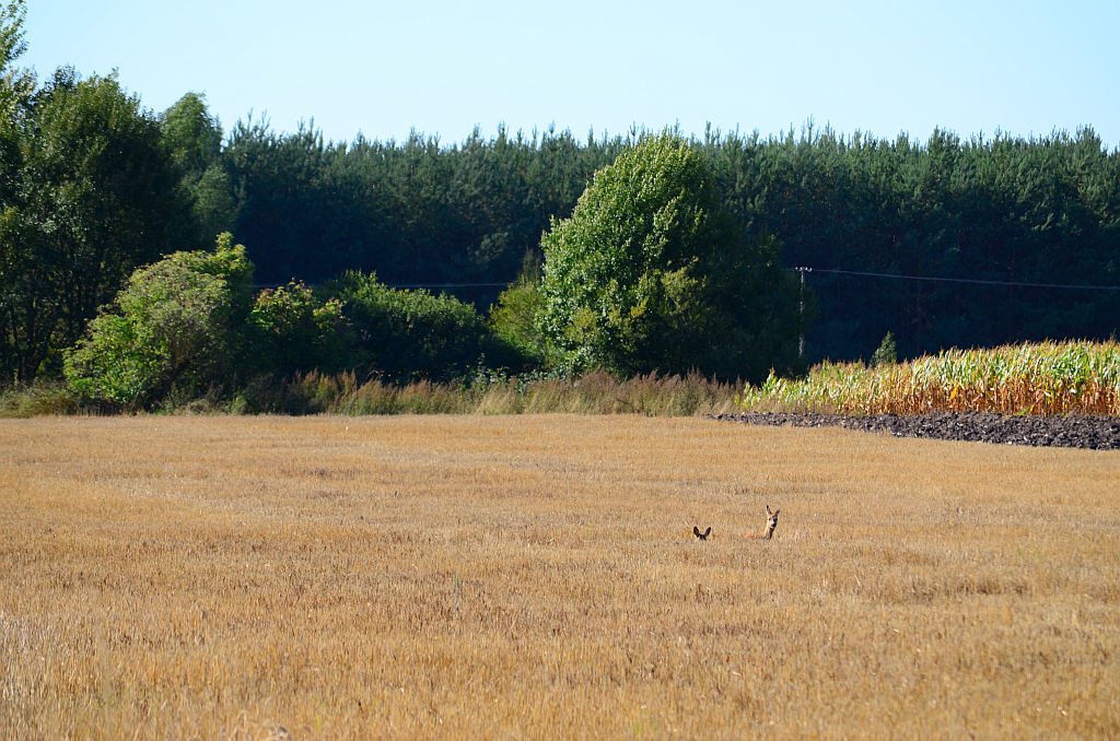 Sarna (Capreolus capreolus)